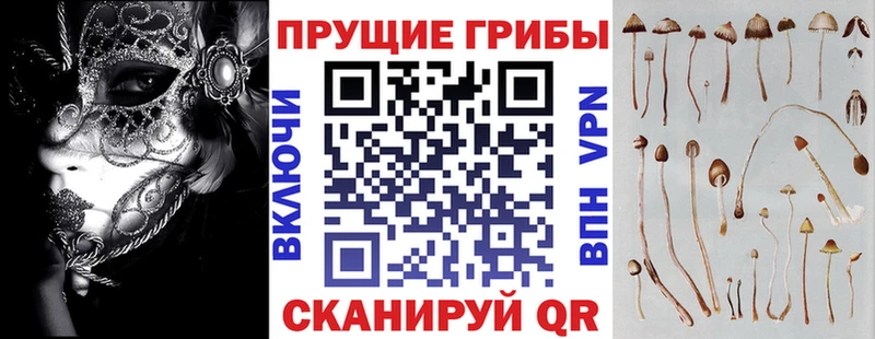 купить   Астрахань  shop какой сайт  Псилоцибиновые грибы Cubensis 